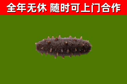 保德烟酒回收干海参.jpg